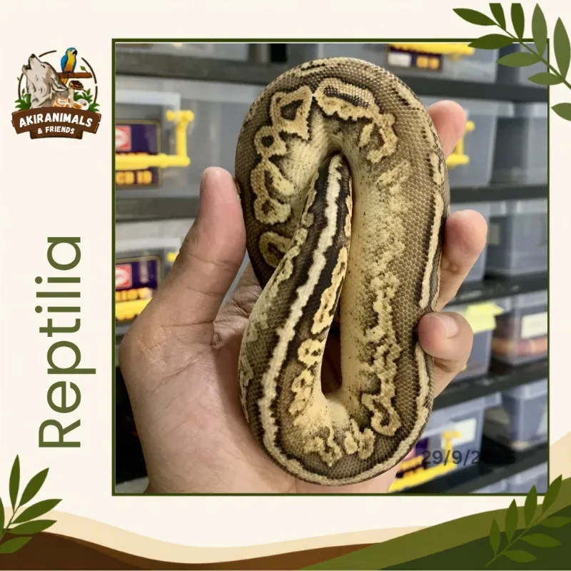 Pewter het Lavender Pied