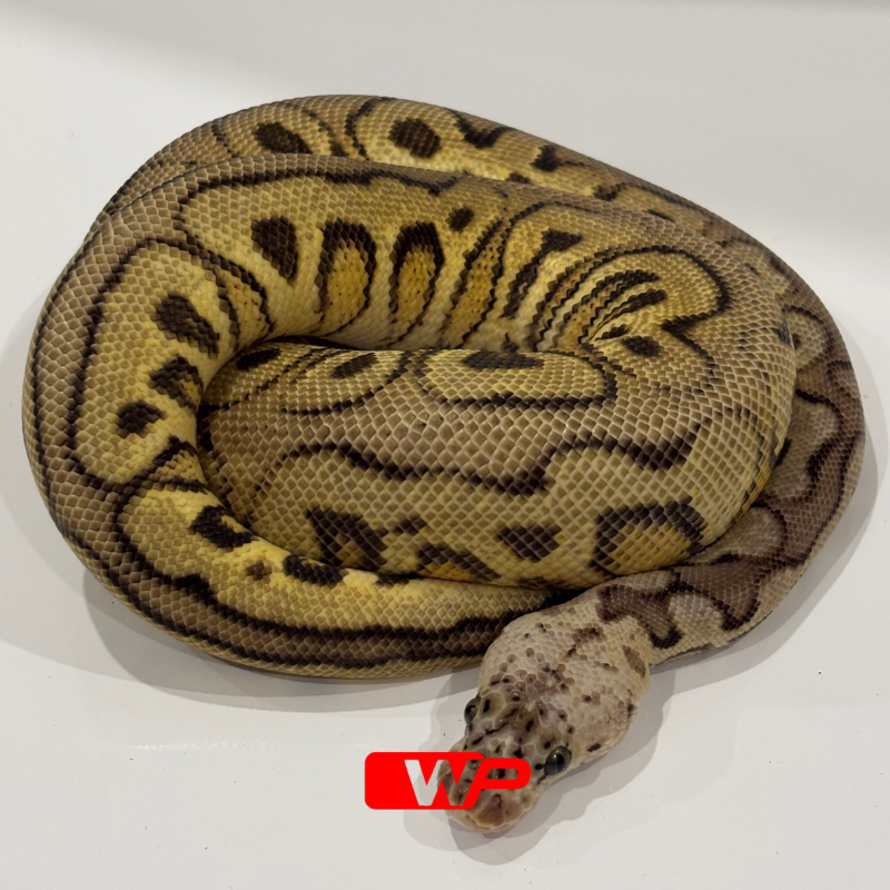 M/ Spotnose Pastel Clown Het Desert Ghost