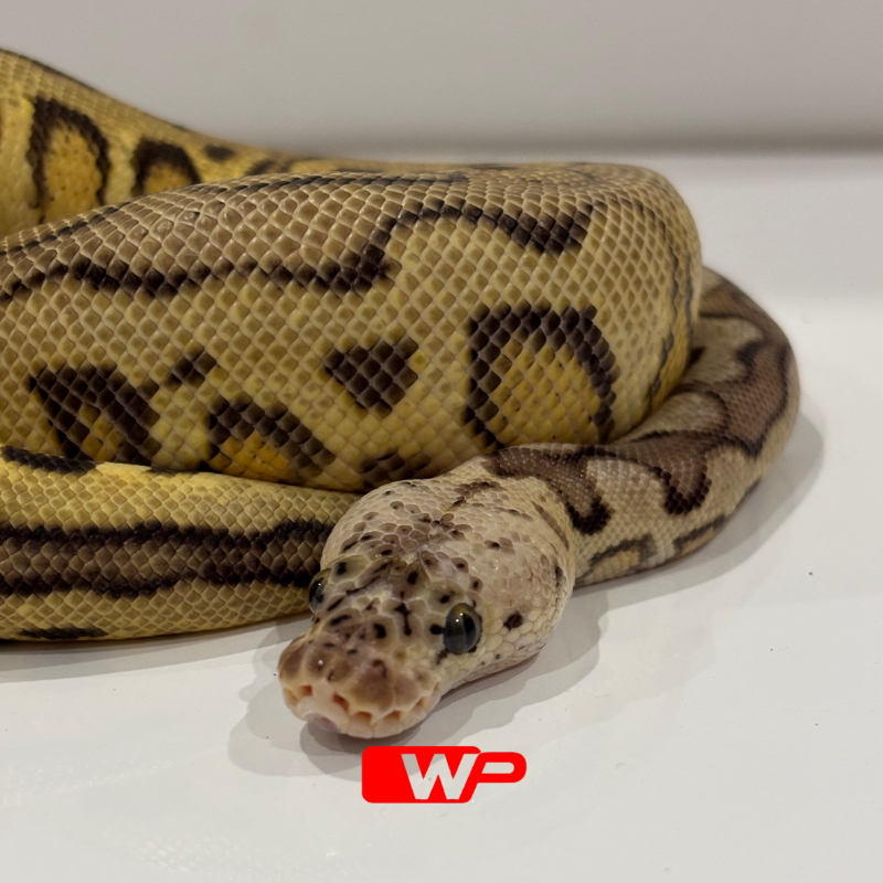 M/ Spotnose Pastel Clown Het Desert Ghost