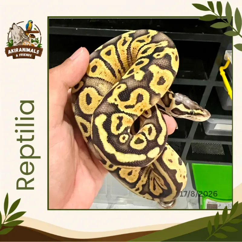 Super Pastel het Lavender Pied
