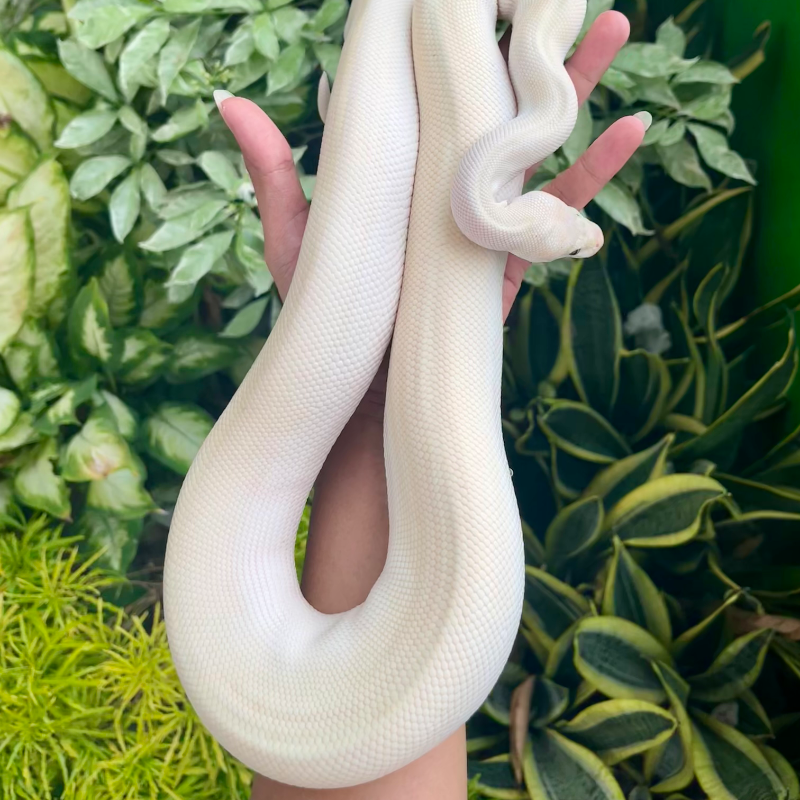 Lucy