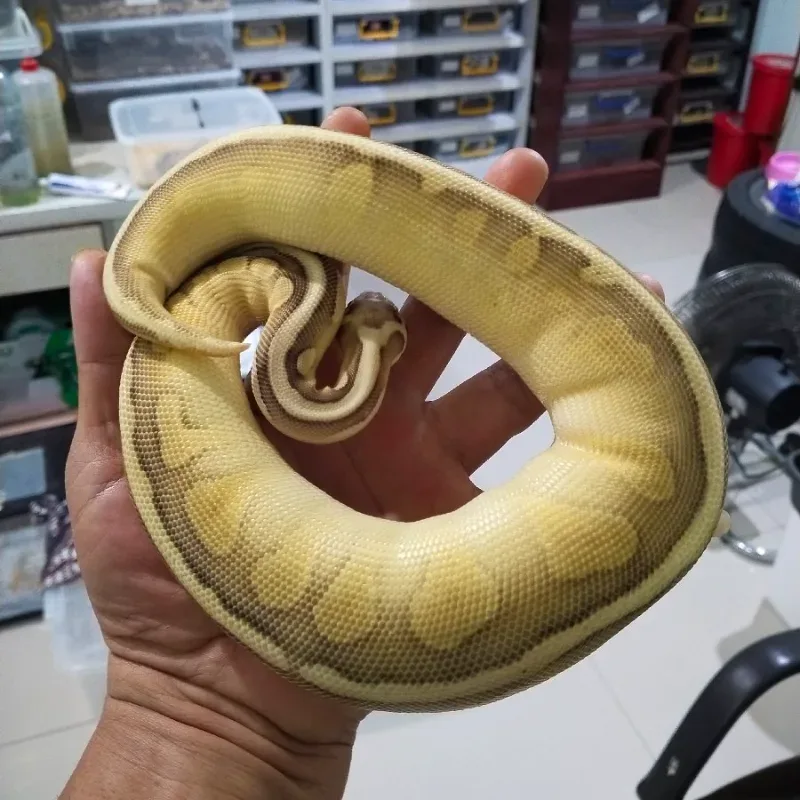Super Pastel Leser Enchi Het Pied 50%