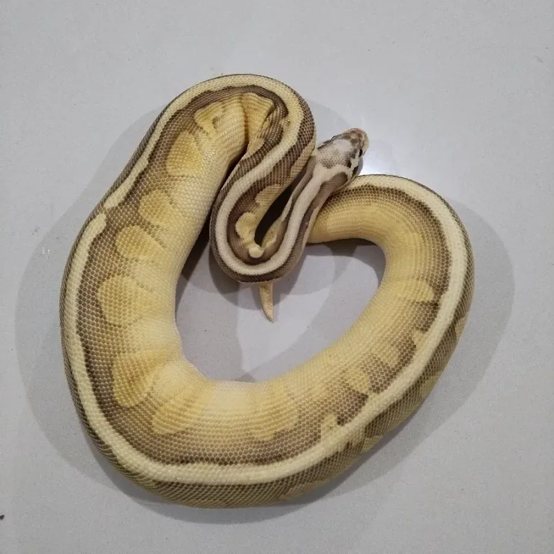 Super Pastel Leser Enchi Het Pied 50%
