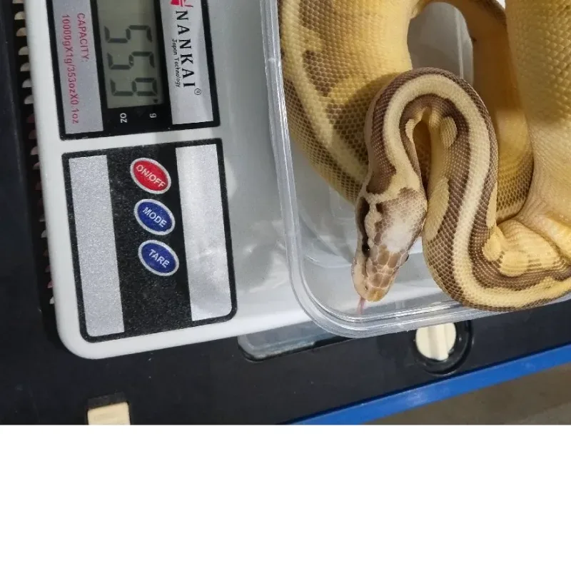 Super Pastel Leser Enchi Het Pied 50%
