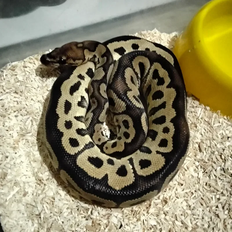 Het Red Axanthic Clown