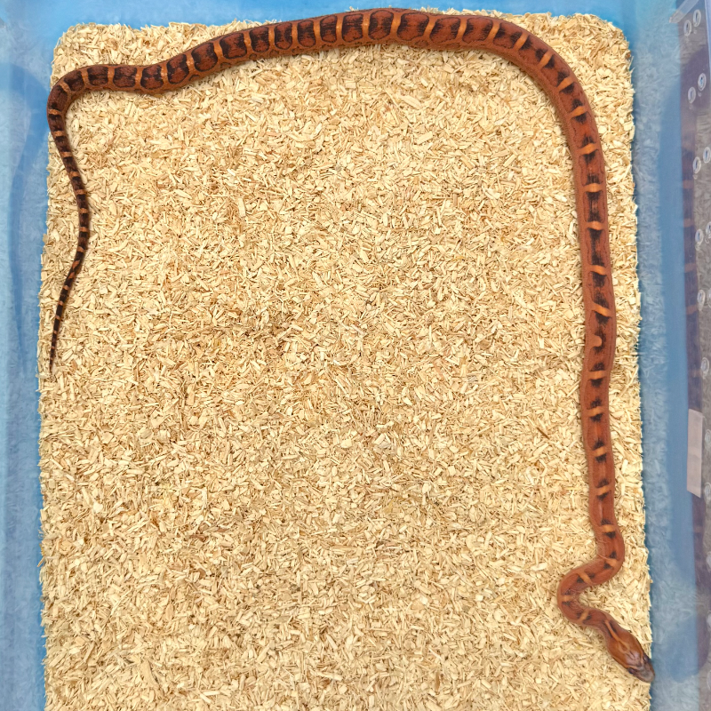 Scaleless het Amel