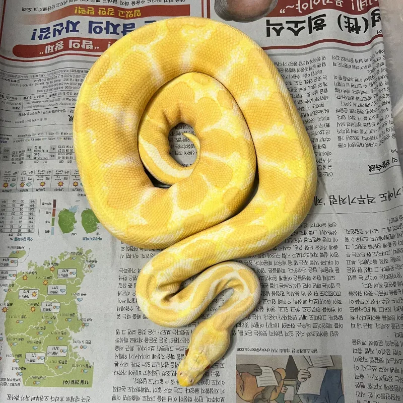 Albino het pied