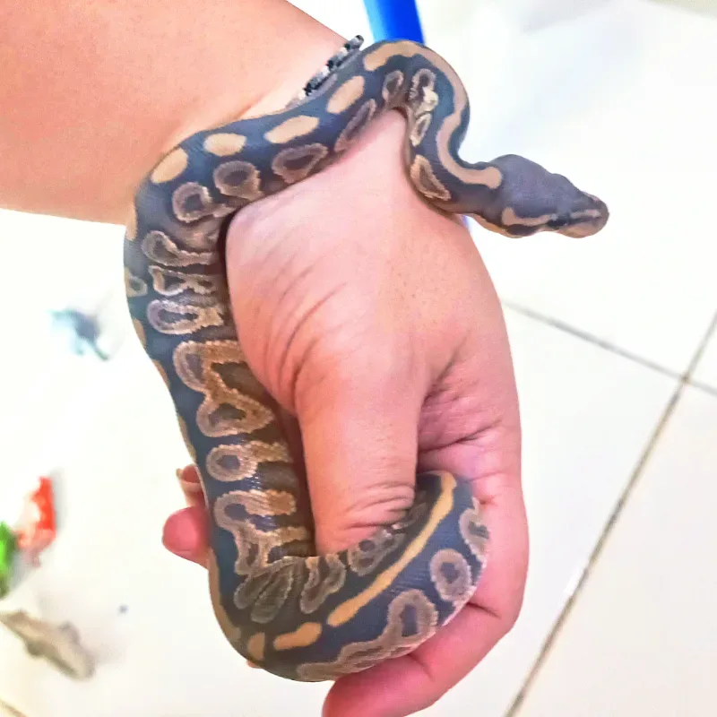 Black Pastel Hypo het Puzzle 🧩 2