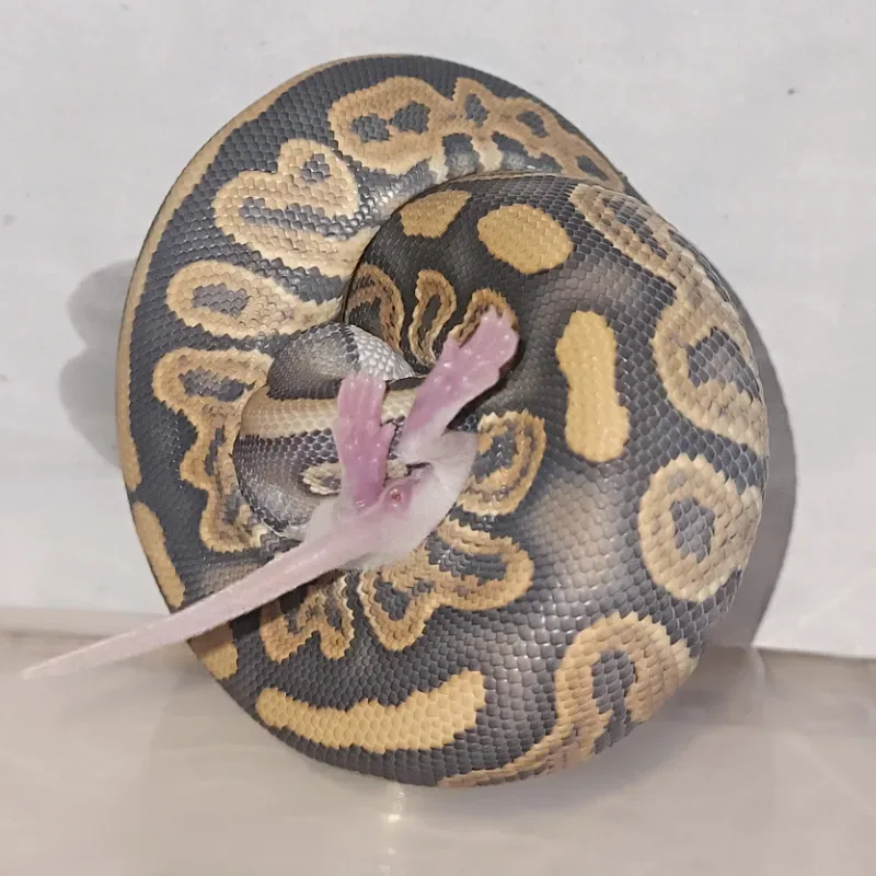 Black Pastel Hypo het Puzzle 🧩