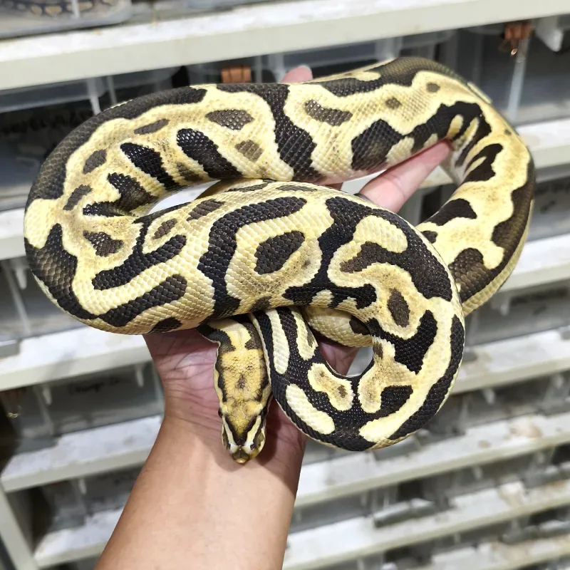 Leopard Spotnose Desert Ghost