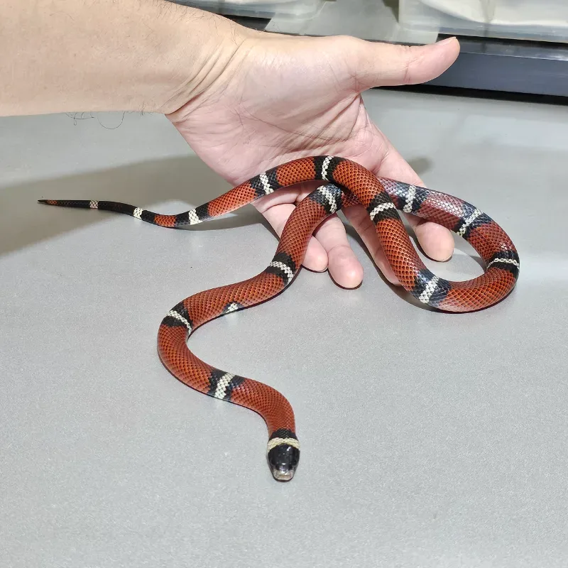 Animal