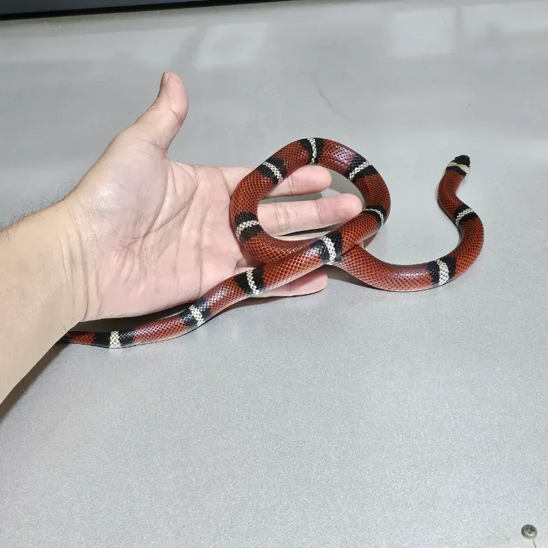 Animal