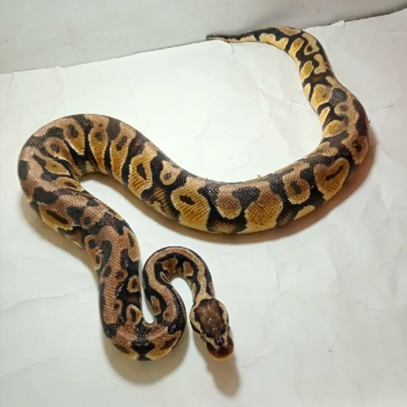 Pastel Het Xlown