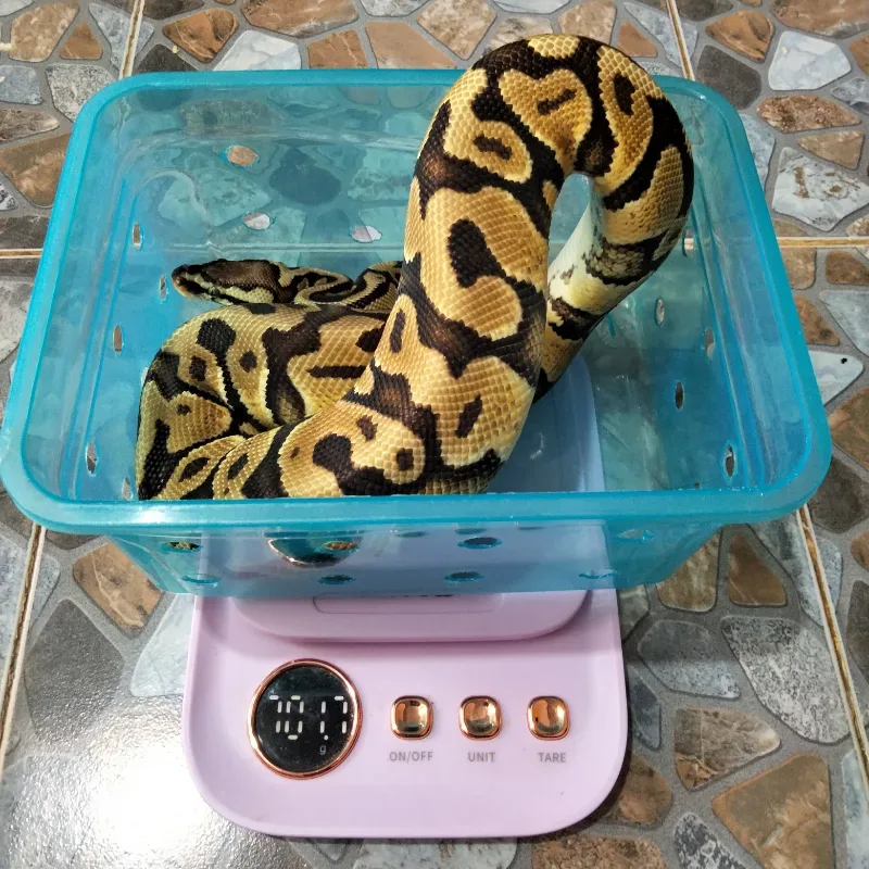 Pastel Het Xlown