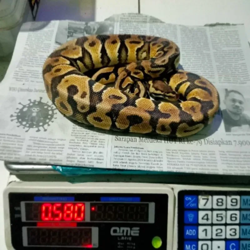 Pastel Het Xlown