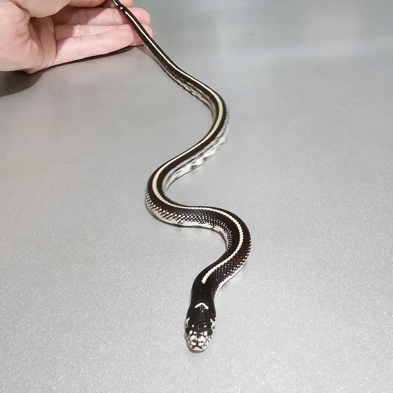 Stripe Het Albino