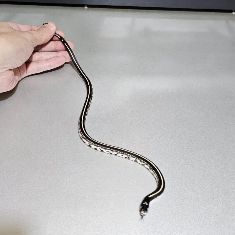 Stripe Het Albino