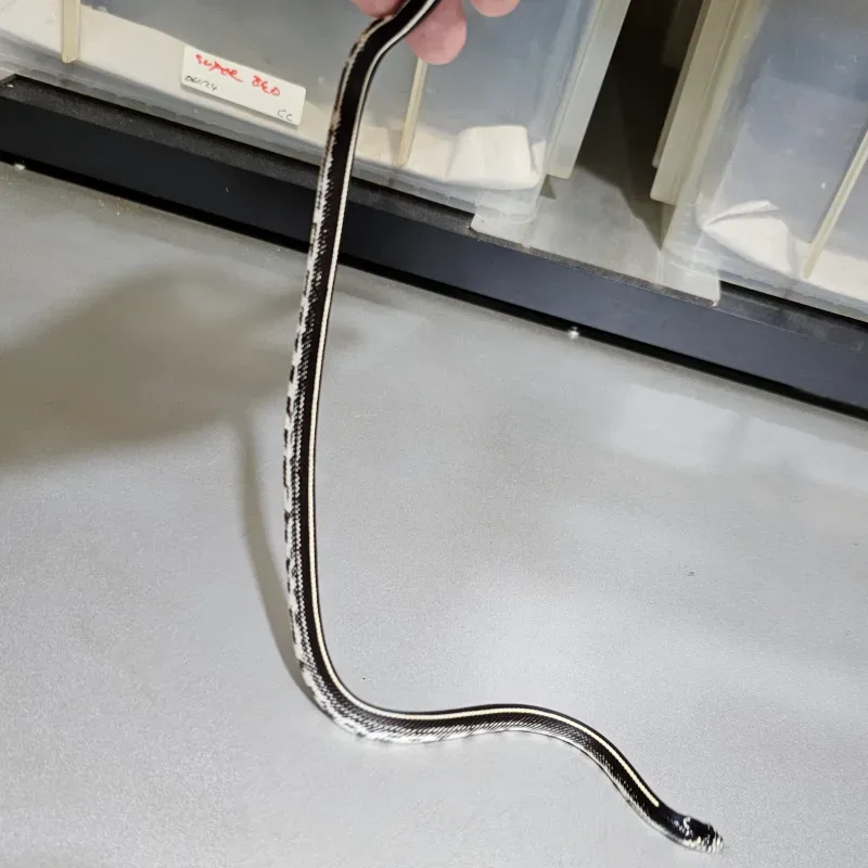 Stripe Het Albino