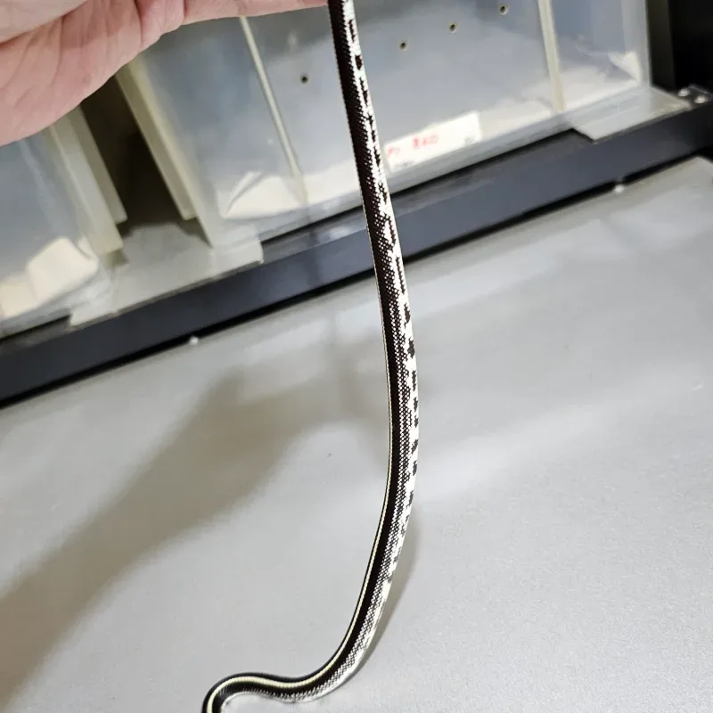Stripe Het Albino
