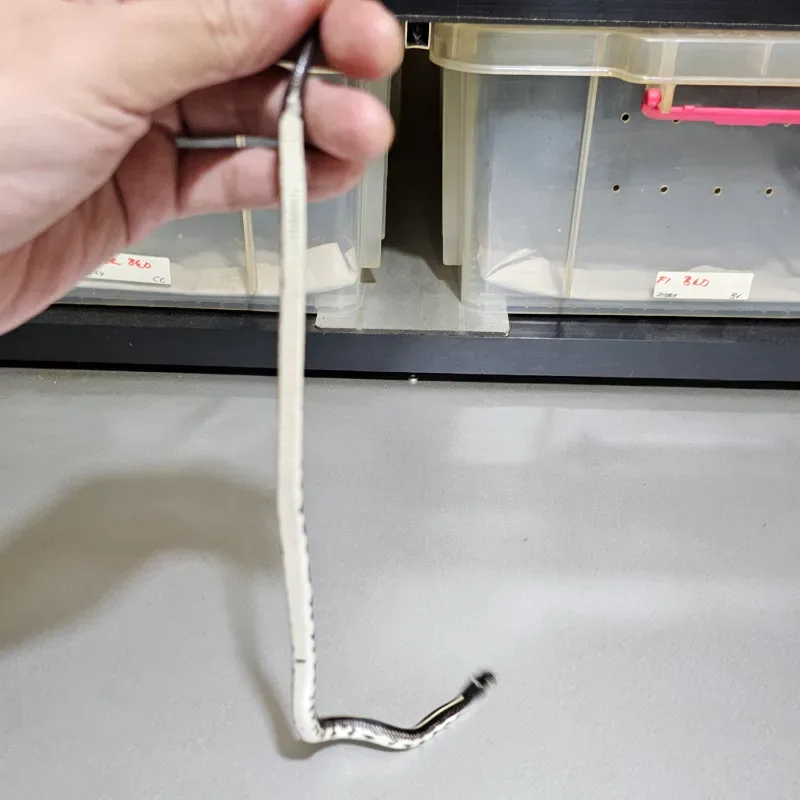 Stripe Het Albino