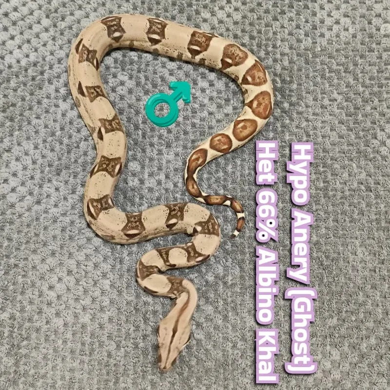 Hypo Anery Het Albino Khal