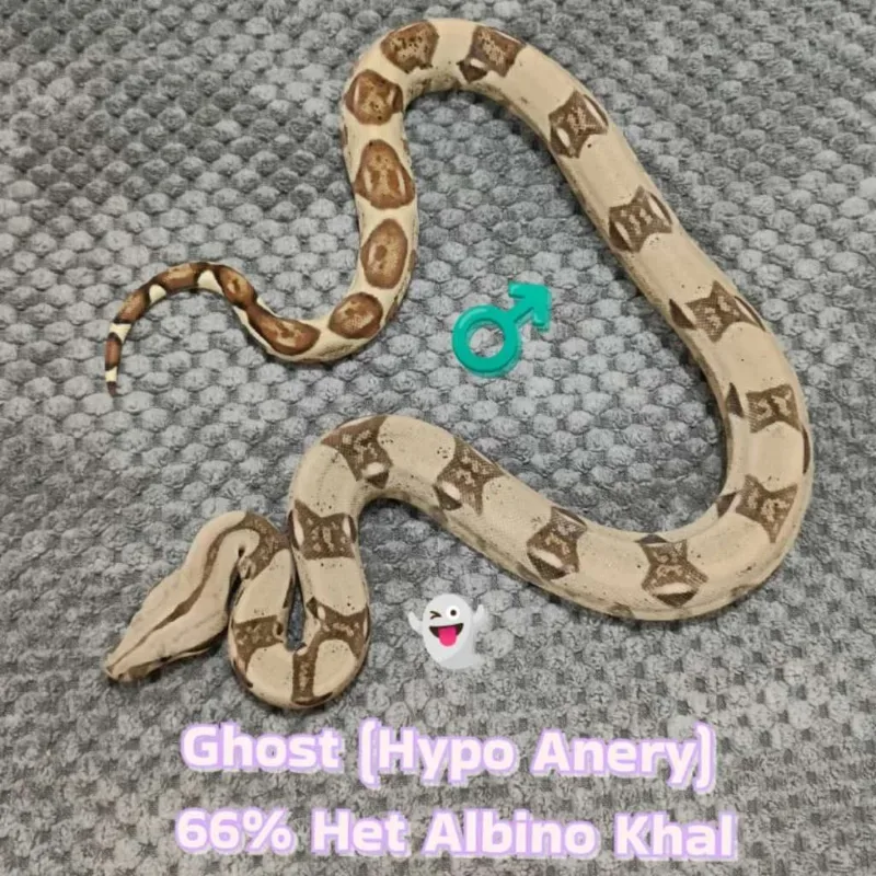 Hypo Anerythristic (Type 1) Het Albino (Kahl)