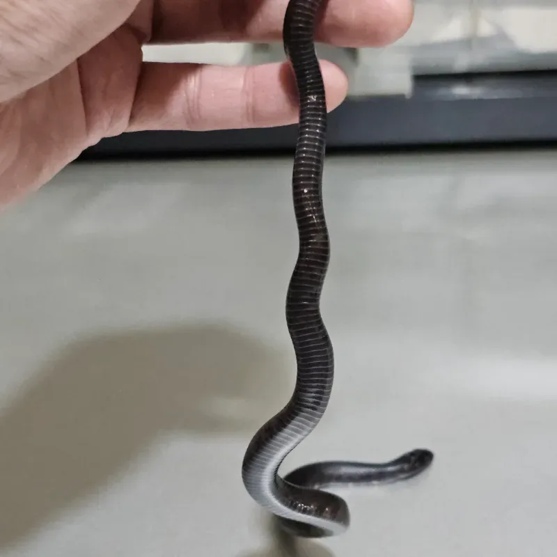Animal 3