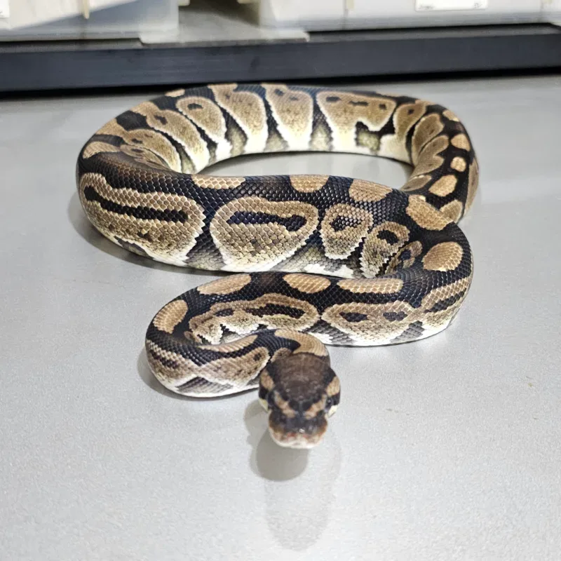 Het Axanthic VPI Het Clown