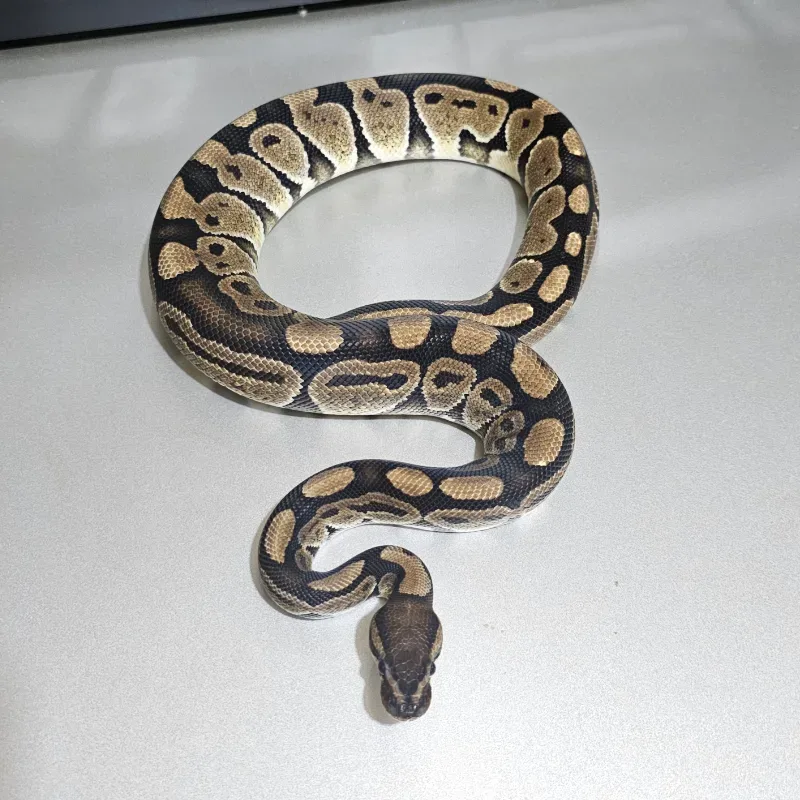Het Axanthic VPI Het Clown 2