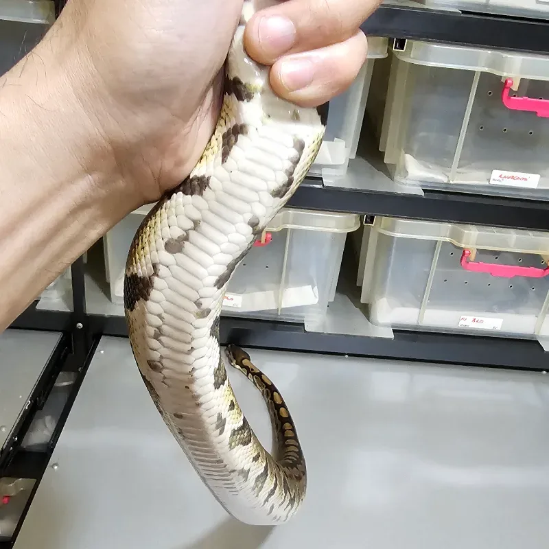 Het Axanthic VPI Het Clown 4