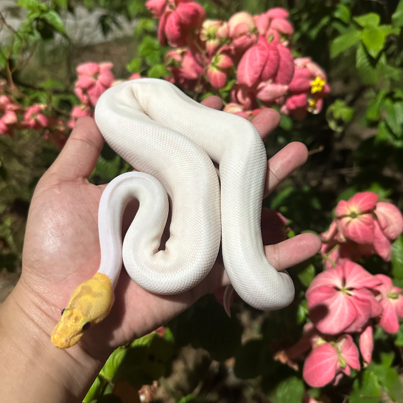Banana Leopard Spider Pied