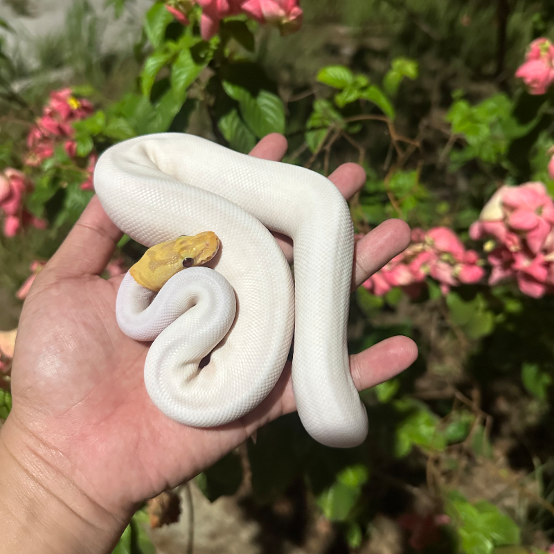 Banana Leopard Spider Pied