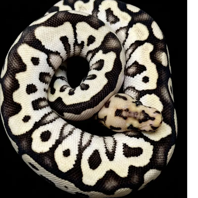 Spotnose Desertghost clown