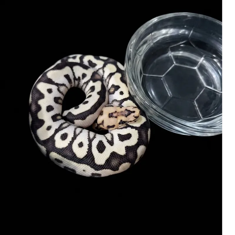 Spotnose Desertghost clown