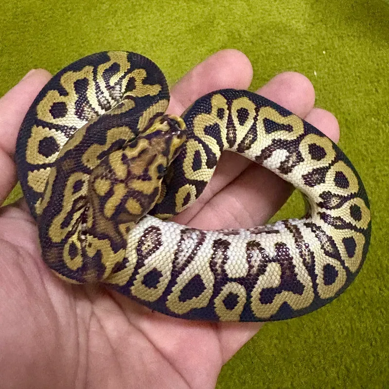 Spotnose Clown Pos Het Desert Ghost