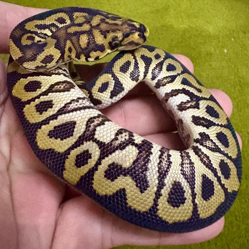 Spotnose Clown Pos Het Desert Ghost 2