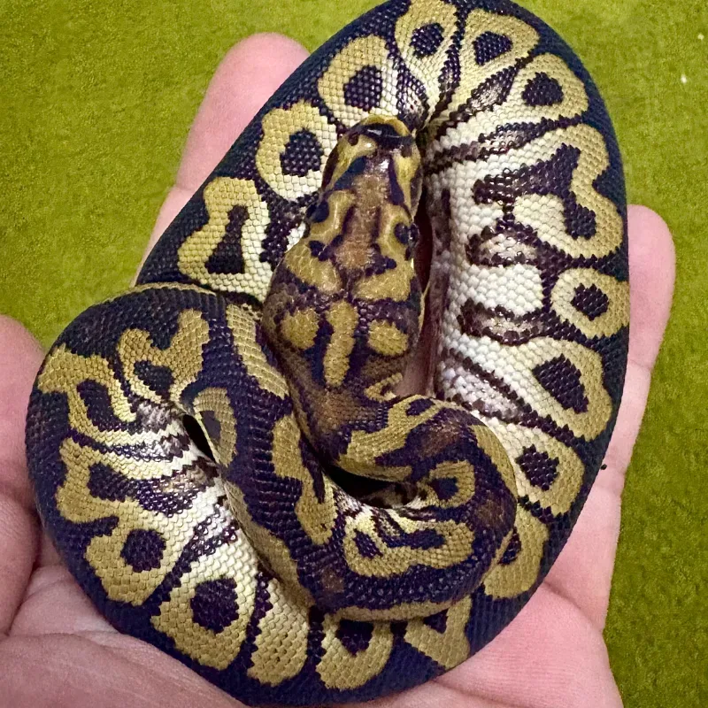 Spotnose Clown Pos Het Desert Ghost 3