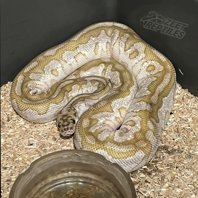 Spotnose Lesser Clown