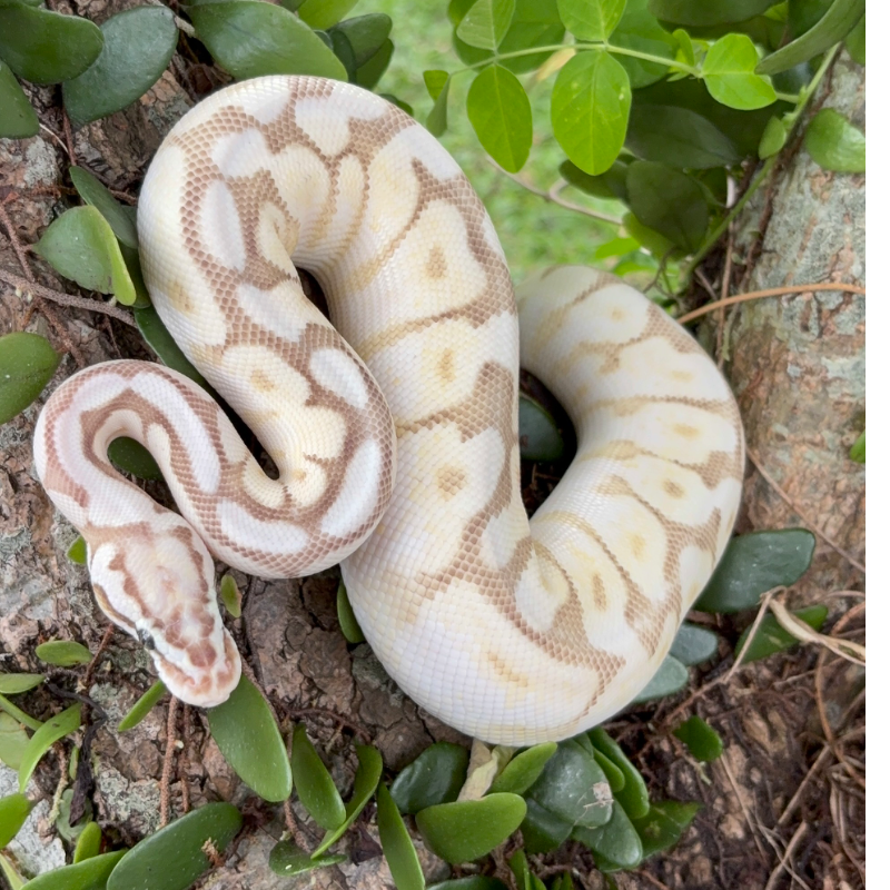 Butter Fire Pastel Spider Orange Dream