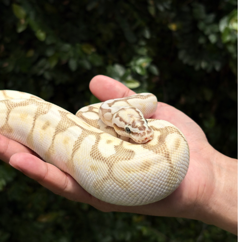 Butter Fire Pastel Spider poss Orange Dream 2