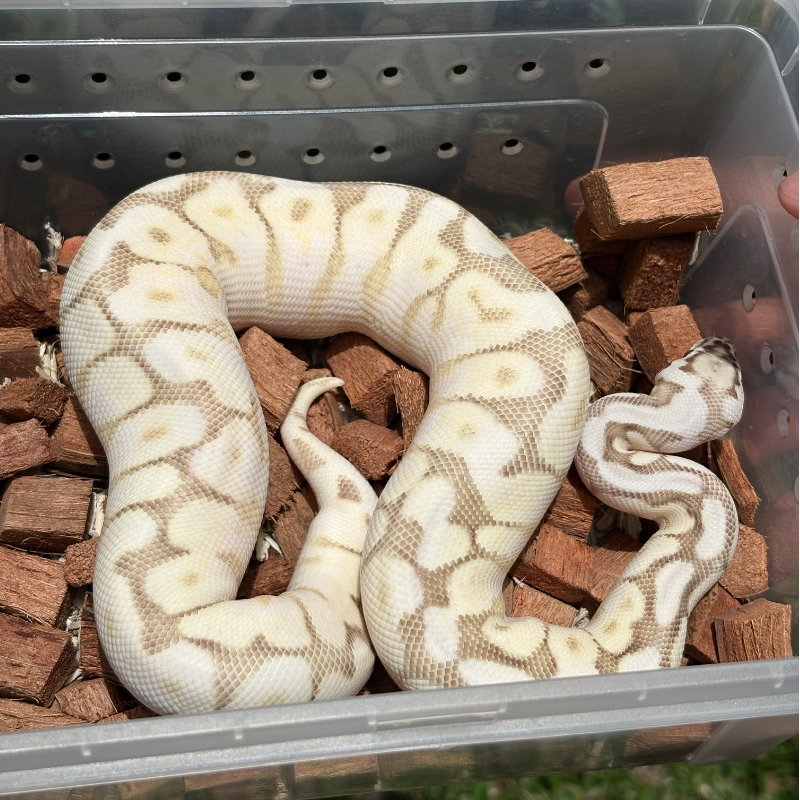 Butter Fire Pastel Spider poss Orange Dream 3