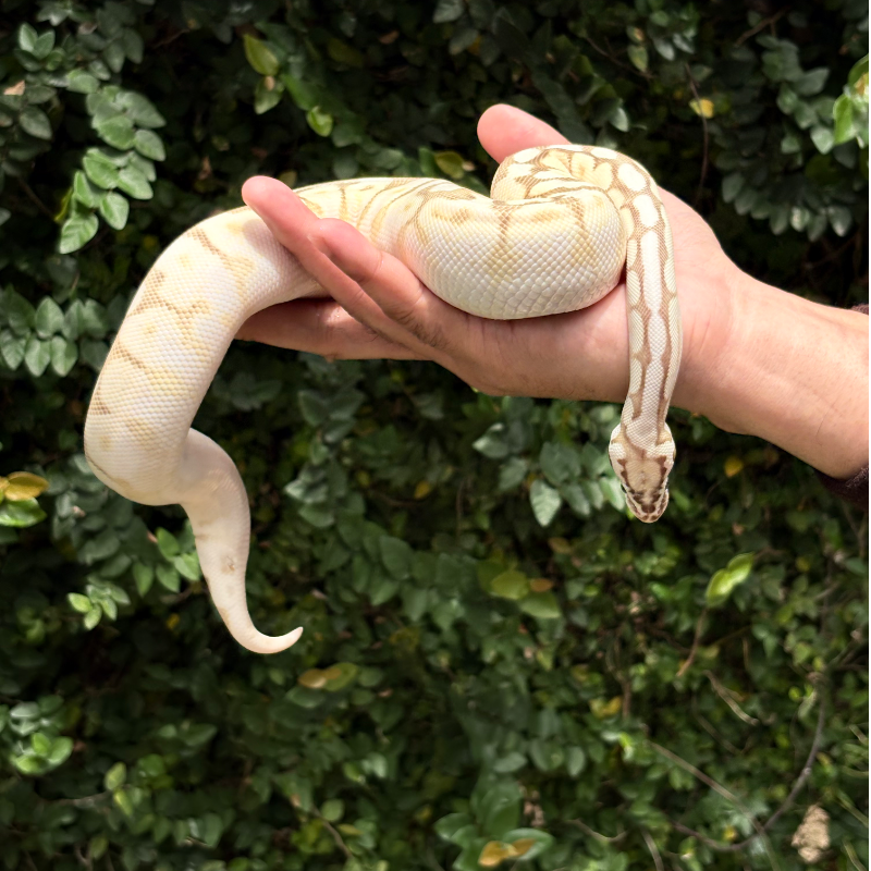 Butter Fire Pastel Spider poss Orange Dream 4
