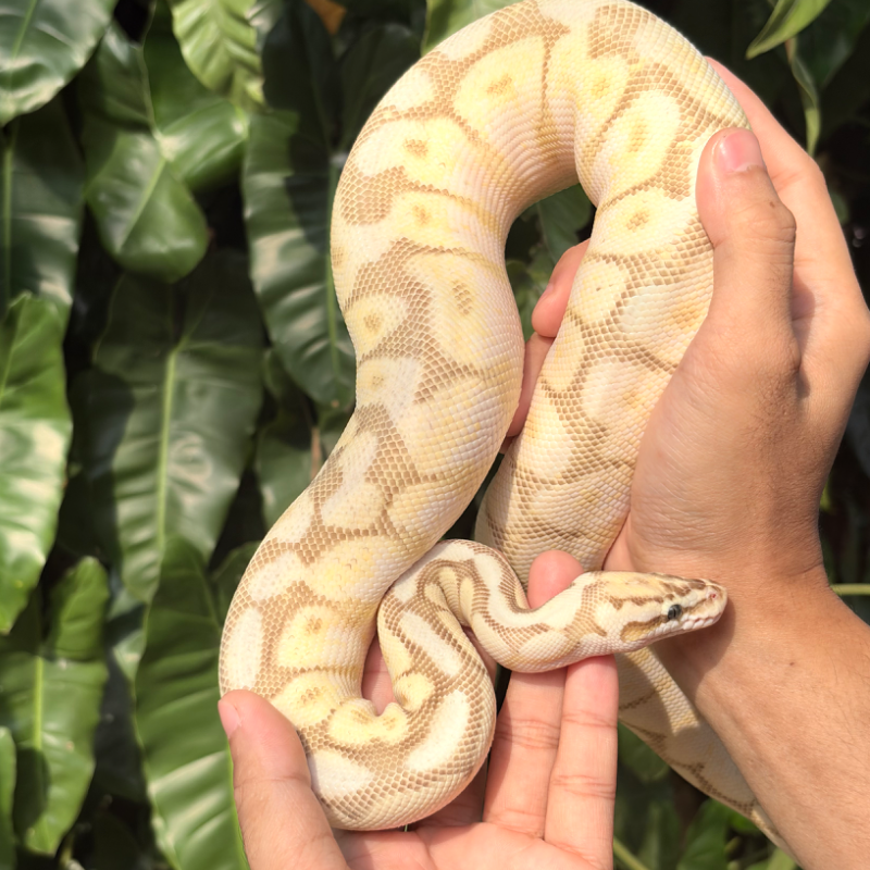 Butter Fire Pastel Spider Orange Dream