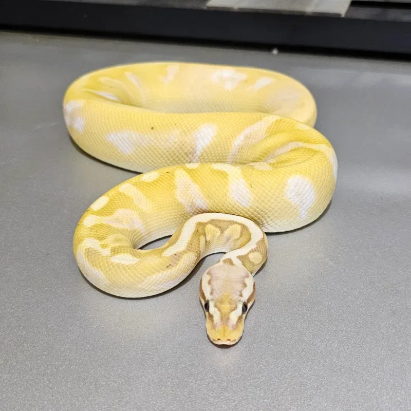 Banana Pastel Calico GHI Enchi Yellowbelly (Leopard) Paradox 50% Het Hypo