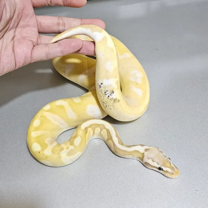 Banana Pastel Calico GHI Enchi Yellowbelly (Leopard) Paradox 50% Het Hypo