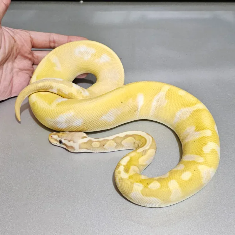 Banana Pastel Calico GHI Enchi Yellowbelly (Leopard) Paradox 50% Het Hypo