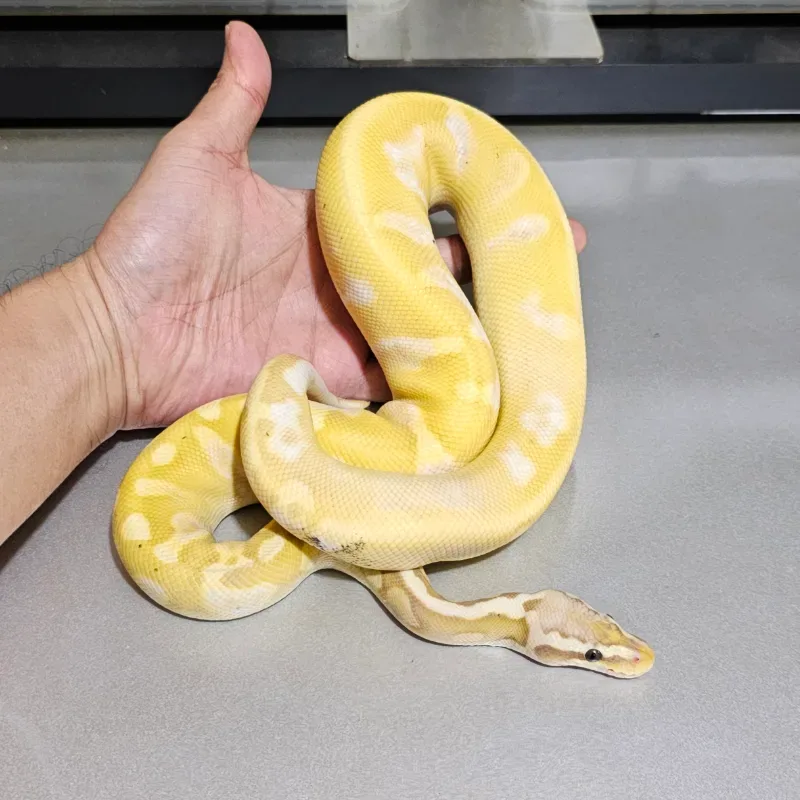 Banana Pastel Calico GHI Enchi Yellowbelly (Leopard) Paradox 50% Het Hypo