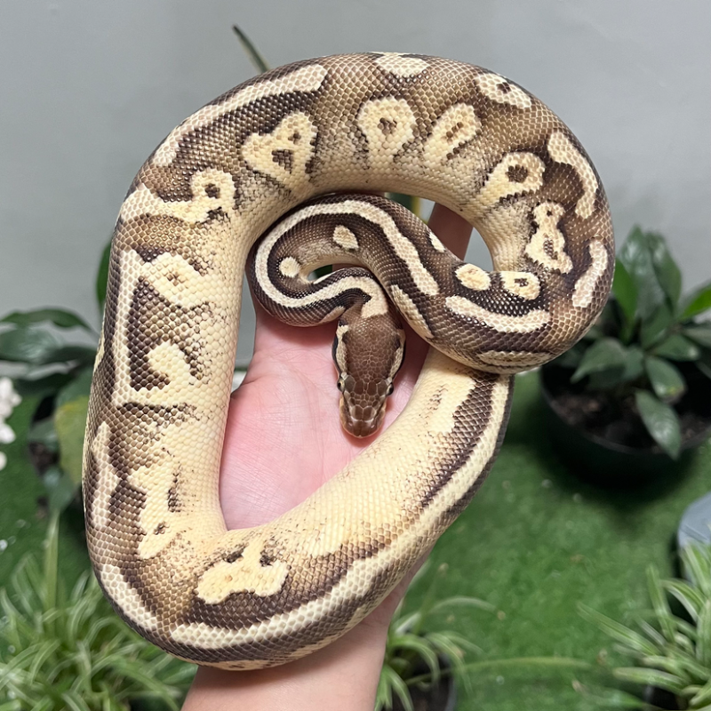 Mojave Enchi