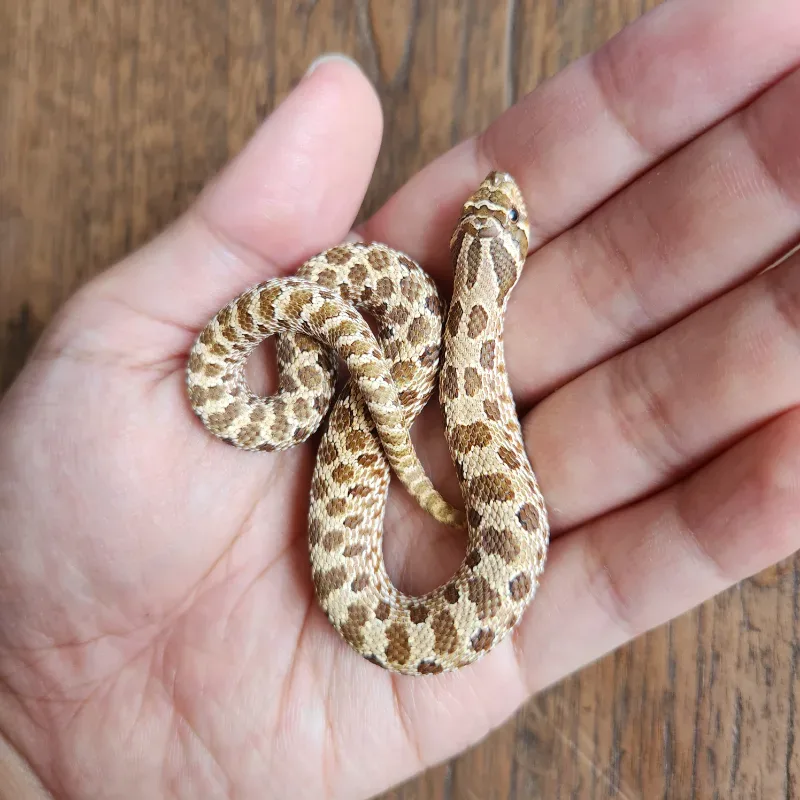 Hognose Normal Male 5