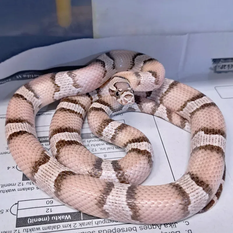 Anery cornduran het albino